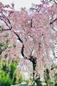 祐天寺 平塚幼稚園の桜