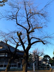 祐天寺の桜2020