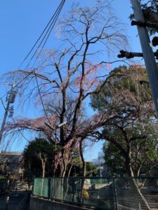 平塚幼稚園の桜2020年