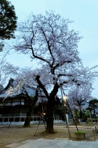 祐天寺の桜2020満開