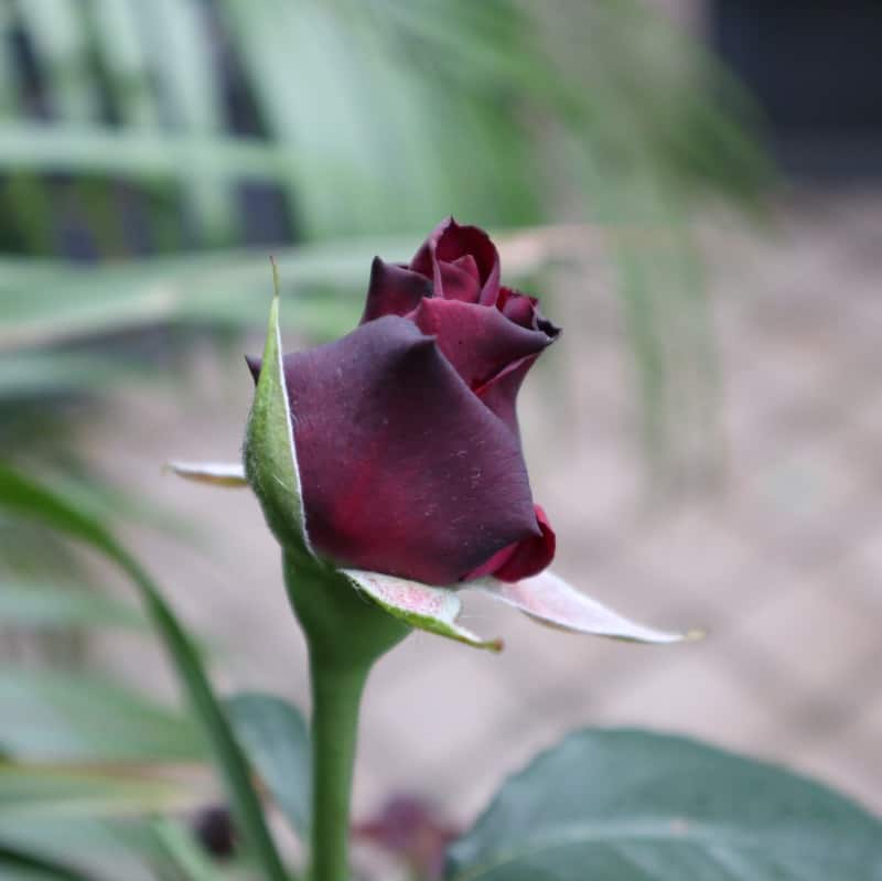 赤いバラ・病気にも強い『グレーフィン・ディアナ』を育てる-半日陰マンションの庭［鉢植え］