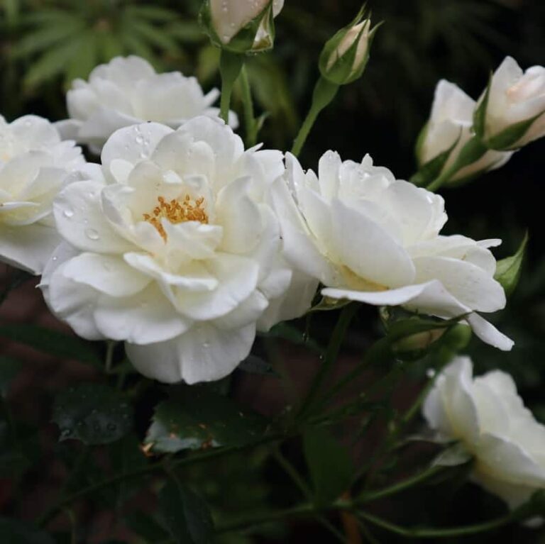日陰に強い白バラ『ファビュラス！』を育てる -半日陰マンションの庭［鉢植え］